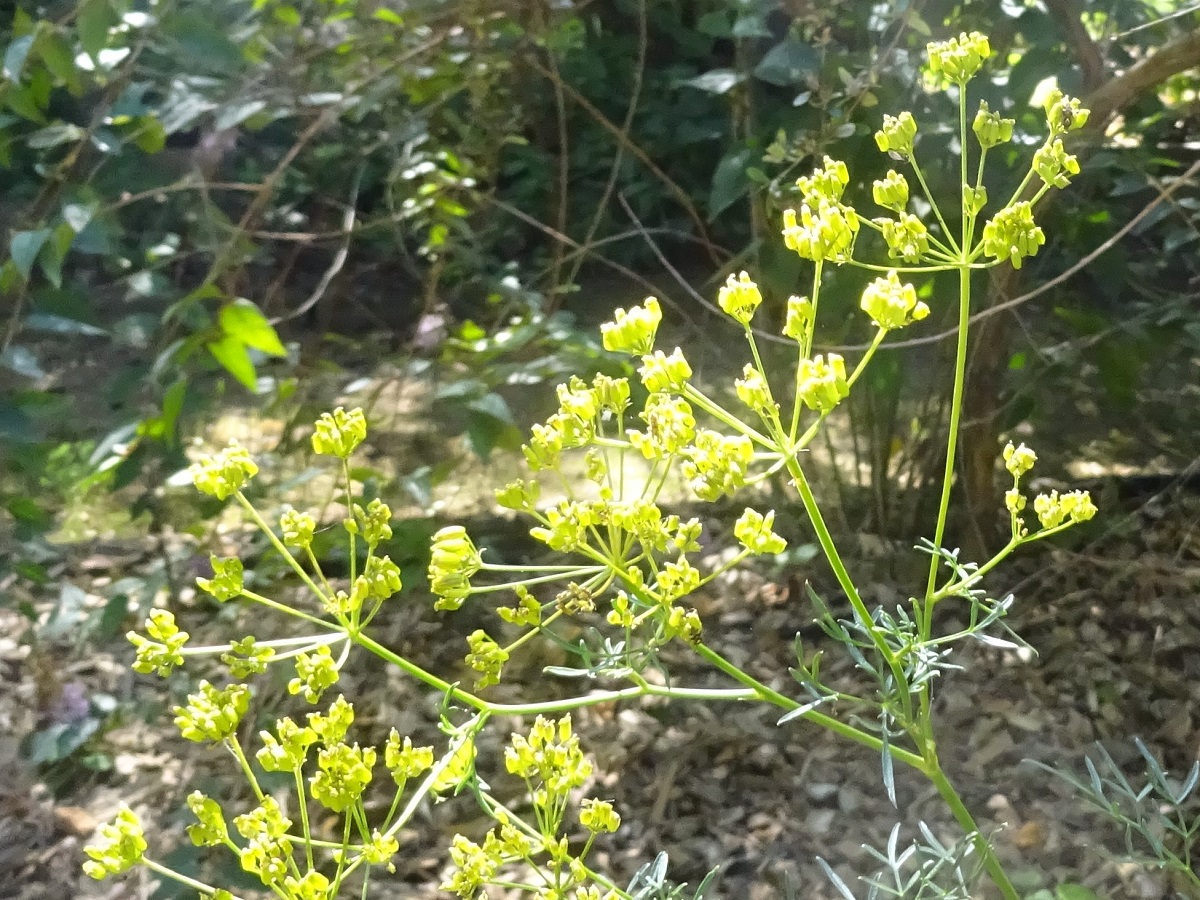 Silaum silaus var. silaus (Apiaceae)